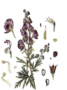 Phytotherapie Pflanzenheilkunde Eisenhut